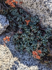 Sedum obtusatum