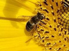 Eristalis nemorum