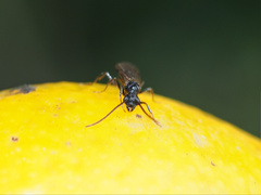 Formicidae