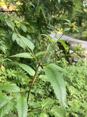 Bidens vulgata