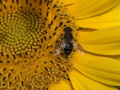 Eristalis nemorum