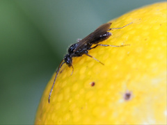 Formicidae