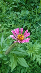 Zinnia elegans