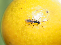 Formicidae
