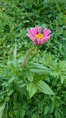 Zinnia elegans
