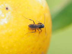 Formicidae
