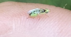 Meromyza