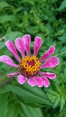 Zinnia elegans