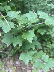 Ribes alpinum