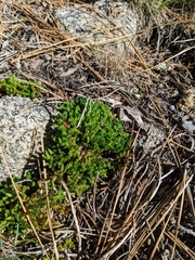 Selaginella watsonii