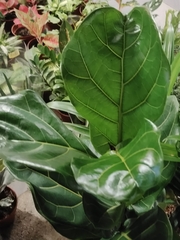 Ficus lyrata