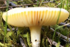 Amanita xanthocephala