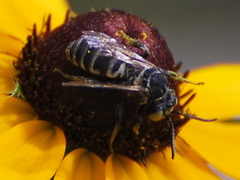 Triepeolus