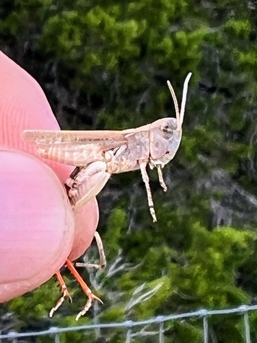 White-whiskered grasshopper photo 3
