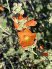 Sphaeralcea ambigua