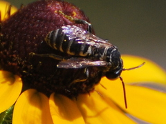 Triepeolus