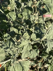 Sphaeralcea ambigua