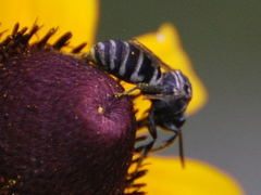 Triepeolus