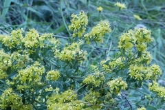 Solidago virgaurea