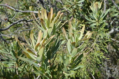 Protea neriifolia