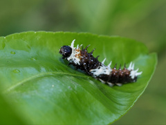Papilio aegeus