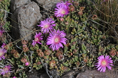 Delosperma lavisiae