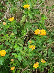 Lantana urticoides