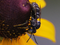 Triepeolus