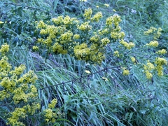 Solidago virgaurea