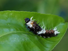 Papilio aegeus