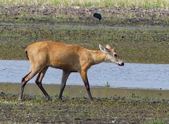 Blastocerus dichotomus
