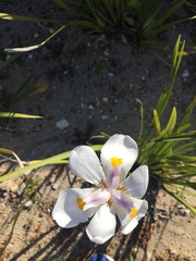 Dietes grandiflora