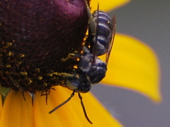 Triepeolus