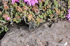 Delosperma lavisiae