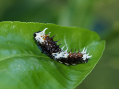 Papilio aegeus