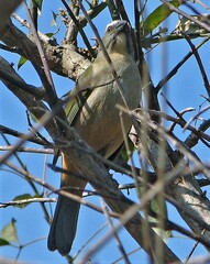 Saltator similis