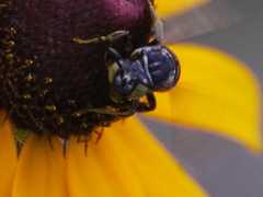 Triepeolus