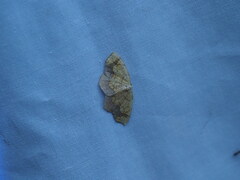 Nematocampa resistaria