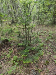 Abies sibirica