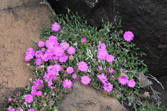 Delosperma lavisiae