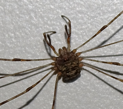 Dicranopalpus ramosus