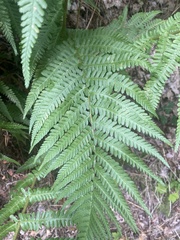 Dryopteris filix-mas