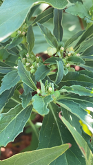 Euphorbia davidii