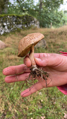 Xerocomellus chrysenteron