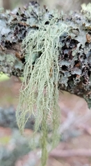 Usnea dasopoga
