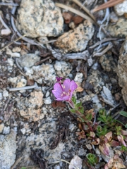 Epilobium obcordatum