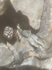 Polistes africanus