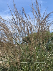 Panicum