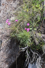 Dianthus basuticus basuticus