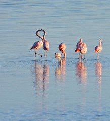 Phoenicopterus chilensis